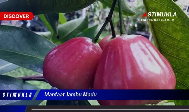 manfaat jambu madu