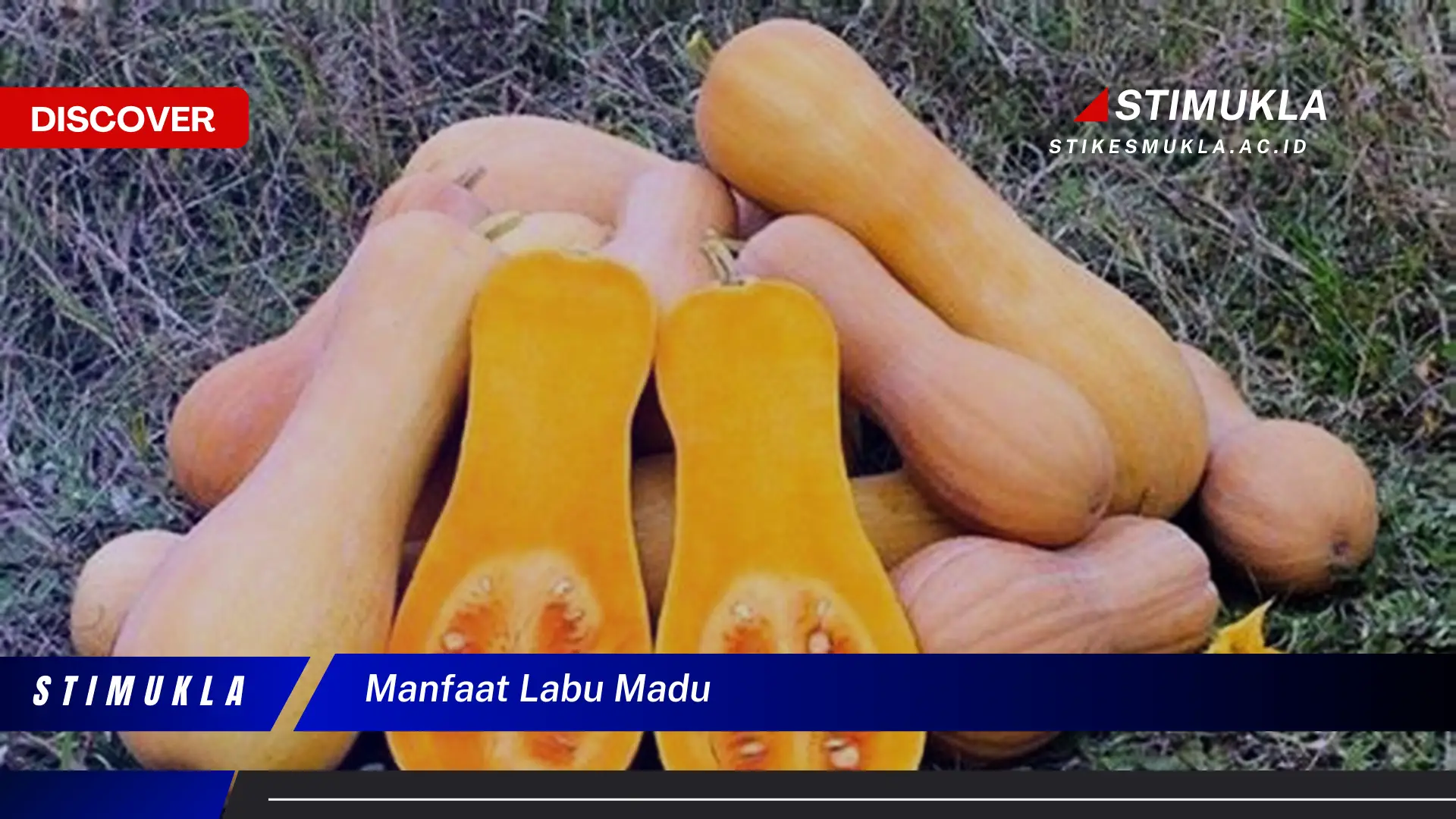 manfaat labu madu