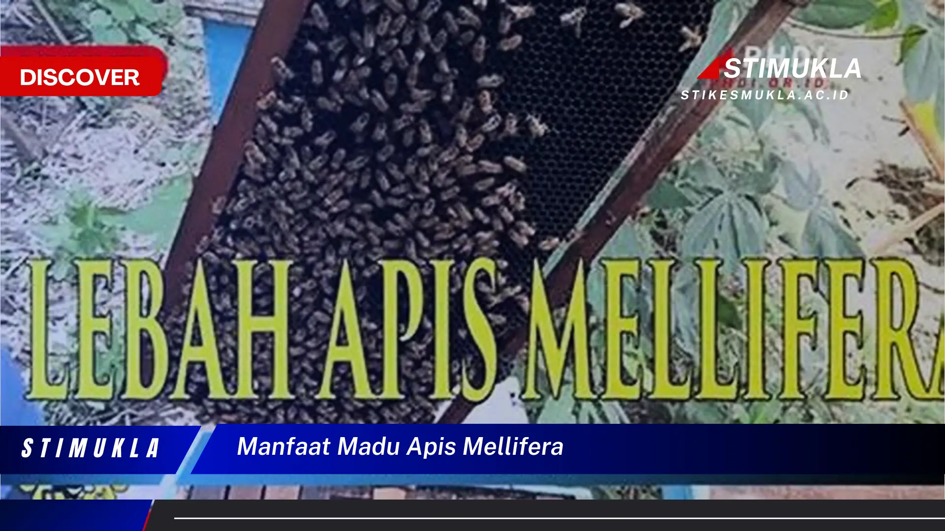 manfaat madu apis mellifera
