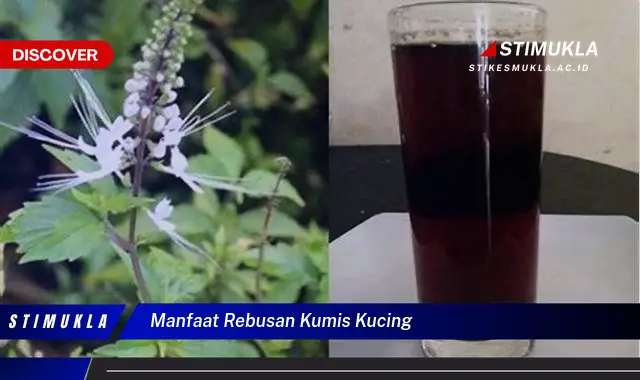 manfaat rebusan kumis kucing