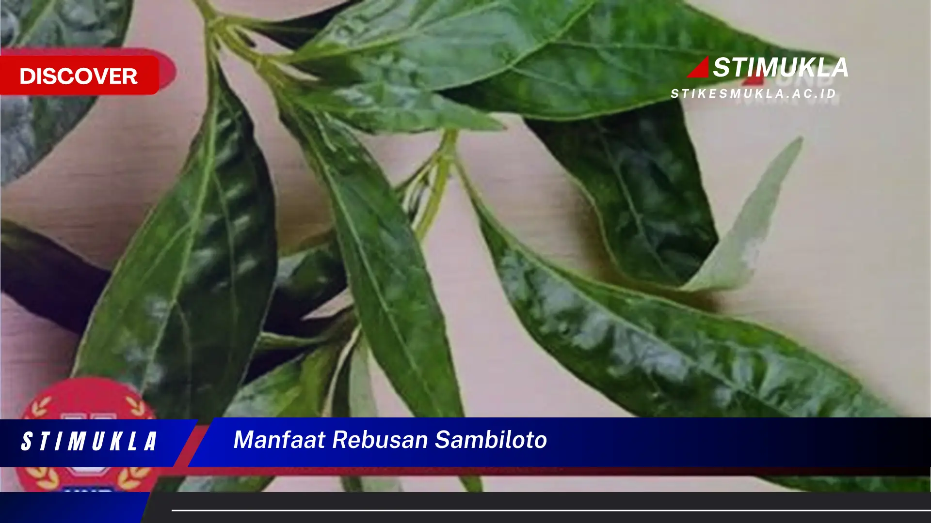 manfaat rebusan sambiloto