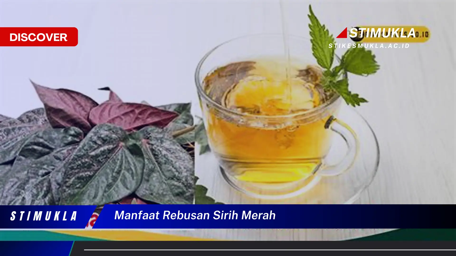 manfaat rebusan sirih merah