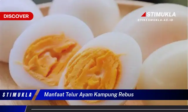 manfaat telur ayam kampung rebus