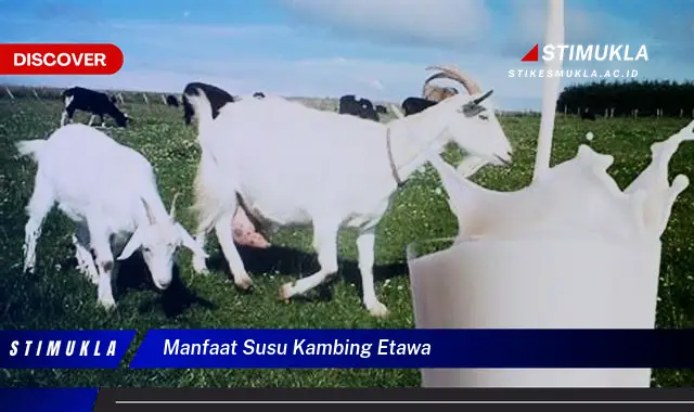 manfaat susu kambing etawa