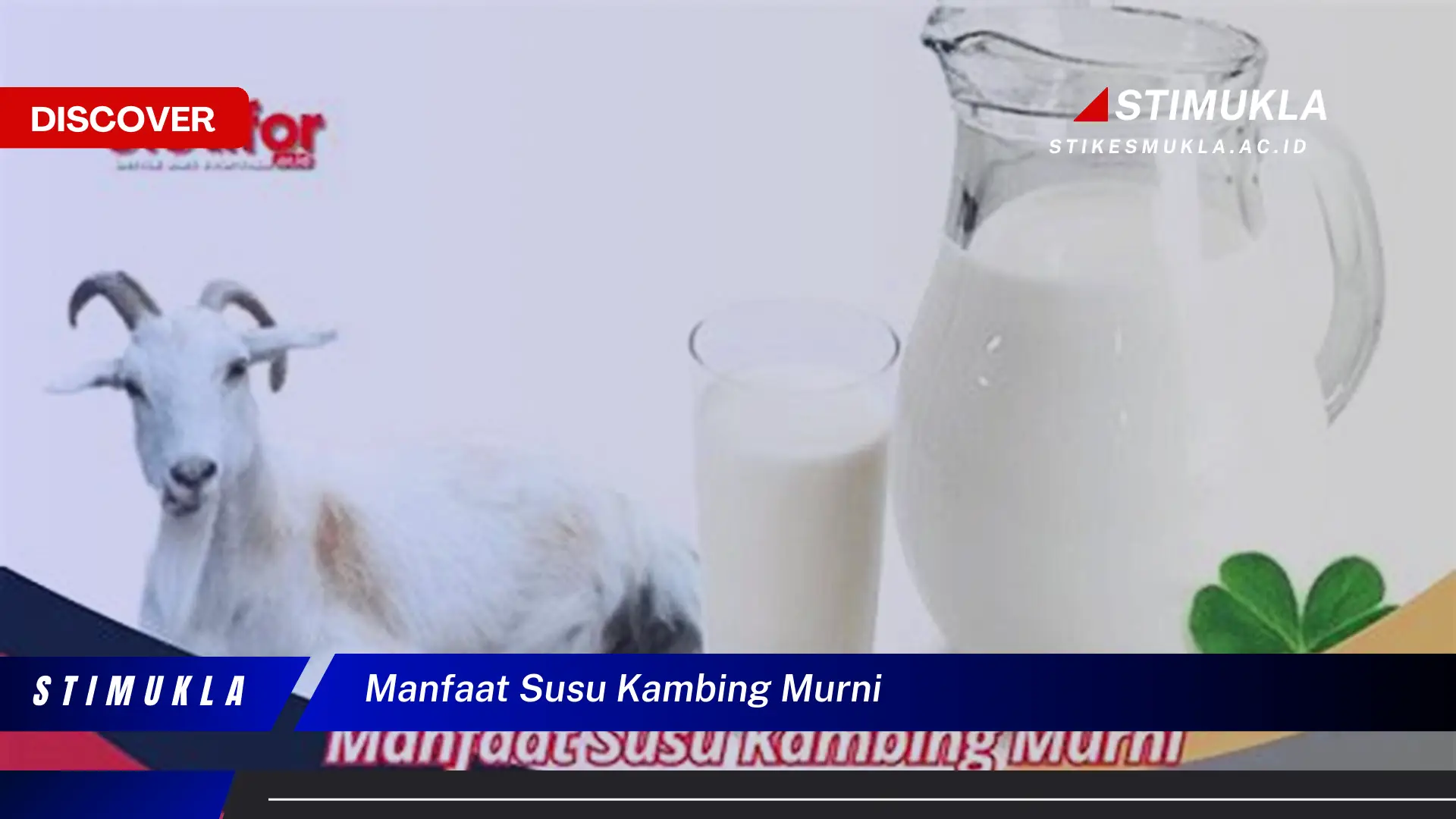 manfaat susu kambing murni