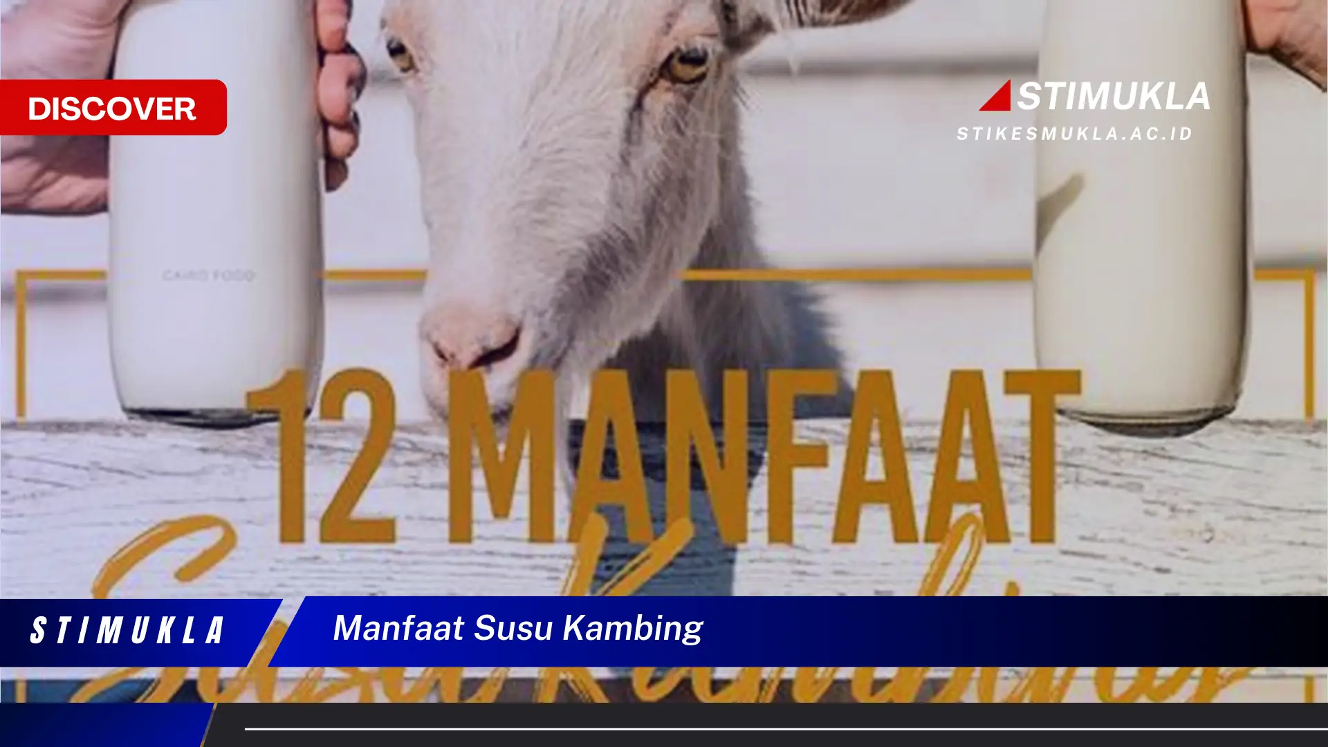 manfaat susu kambing