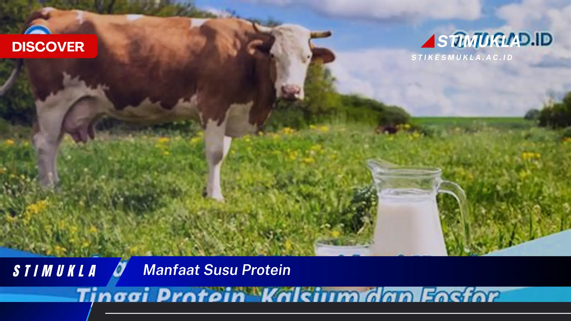 manfaat susu protein manfaat susu protein