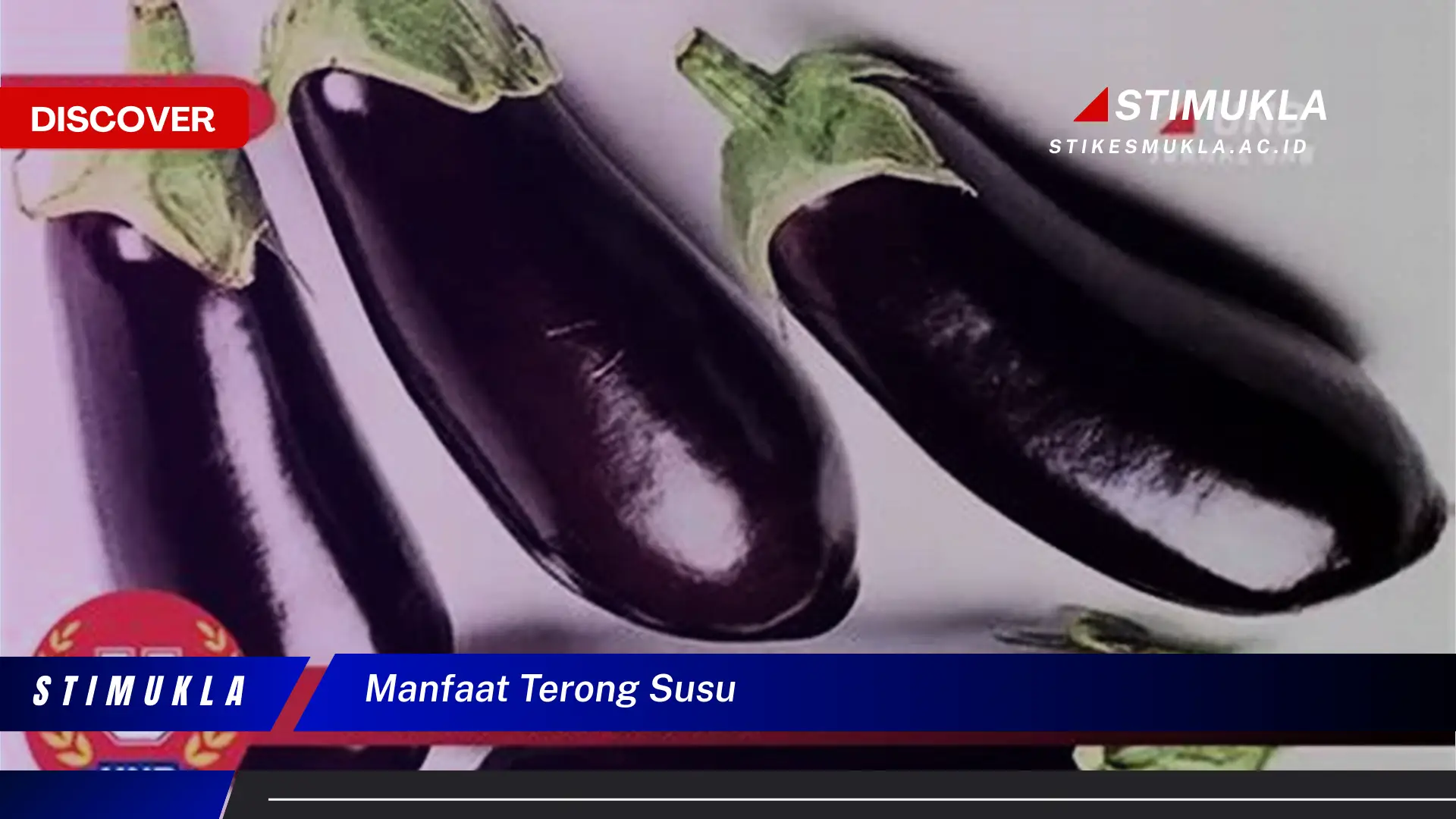 manfaat terong susu
