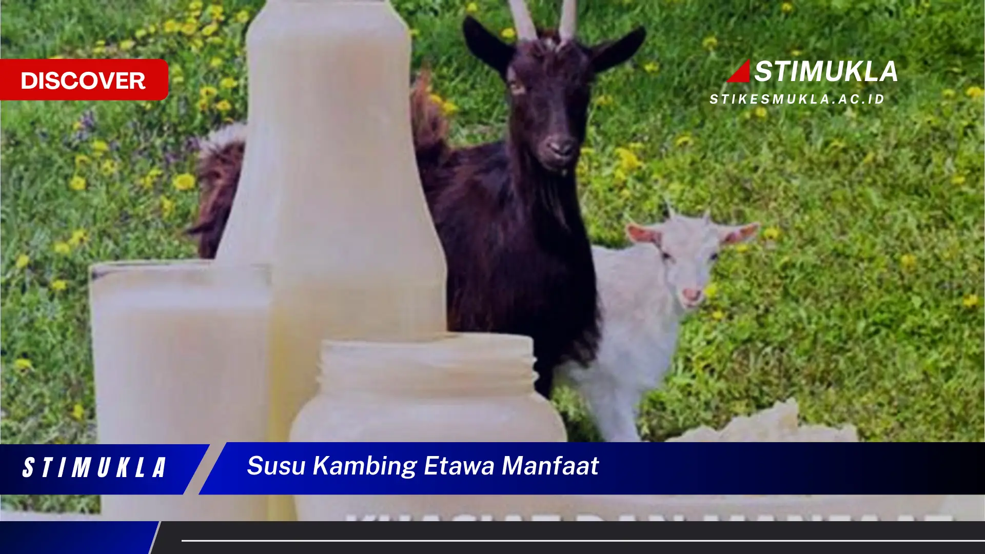 susu kambing etawa manfaat
