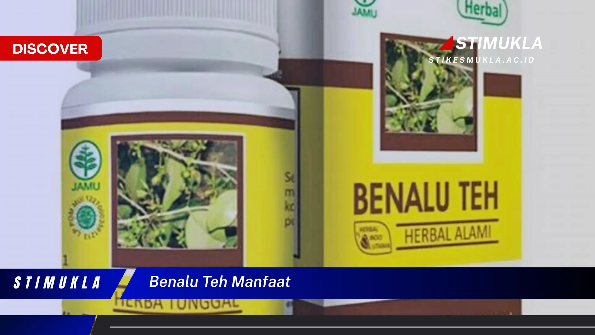 benalu teh manfaat