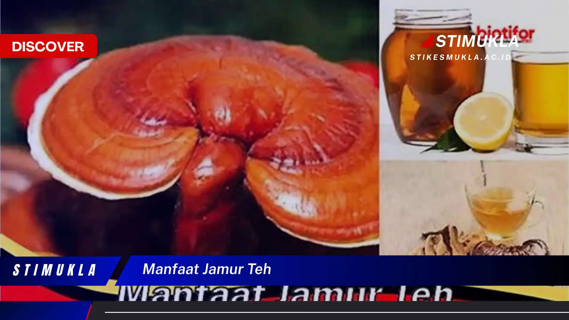 manfaat jamur teh