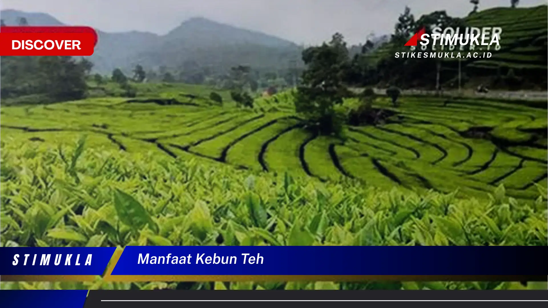 10 Manfaat Kebun Teh yang Wajib Kamu Intip