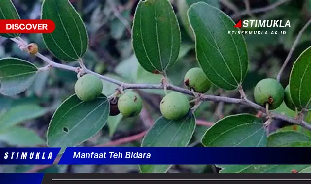 Temukan 10 Manfaat Mengejutkan Teh Bidara yang Wajib Kamu Intip