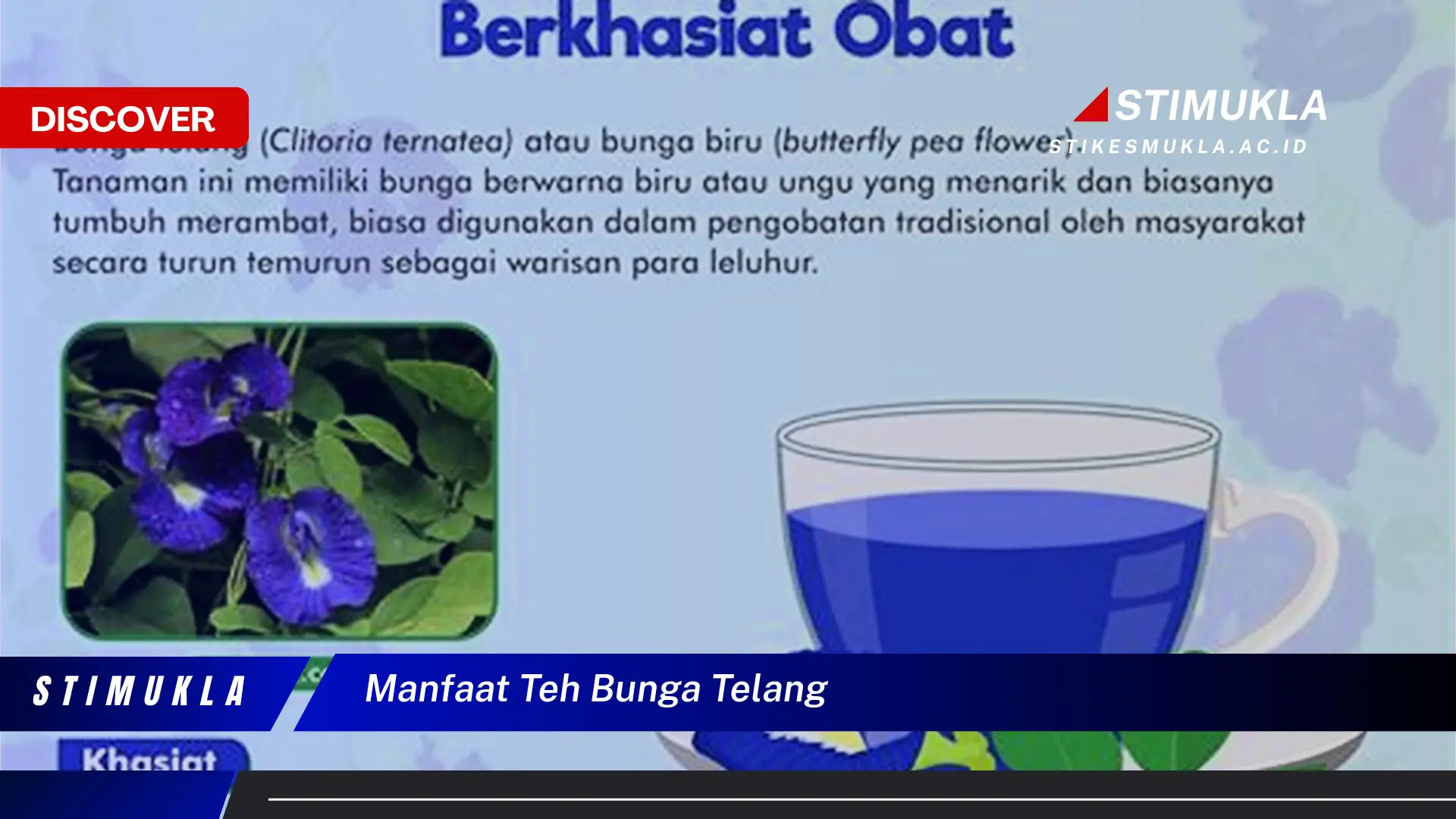 manfaat teh bunga telang