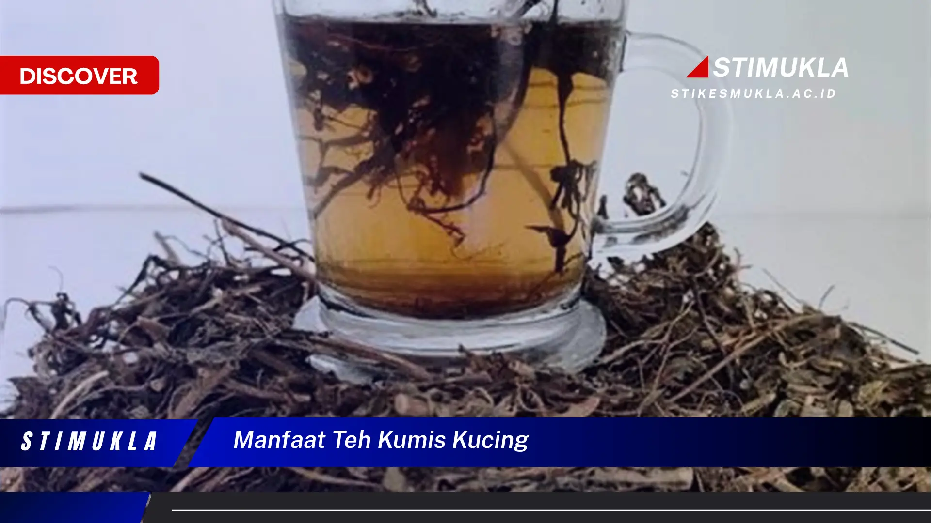 manfaat teh kumis kucing