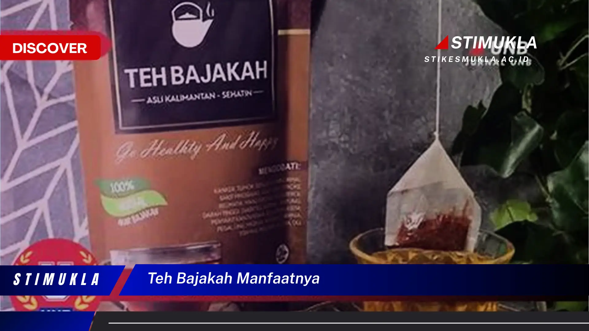teh bajakah manfaatnya teh bajakah manfaatnya