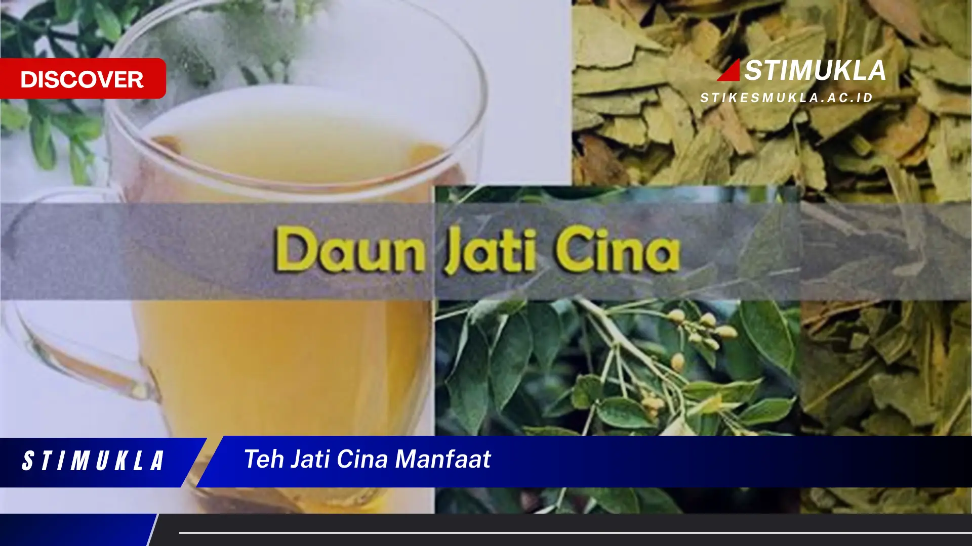 teh jati cina manfaat