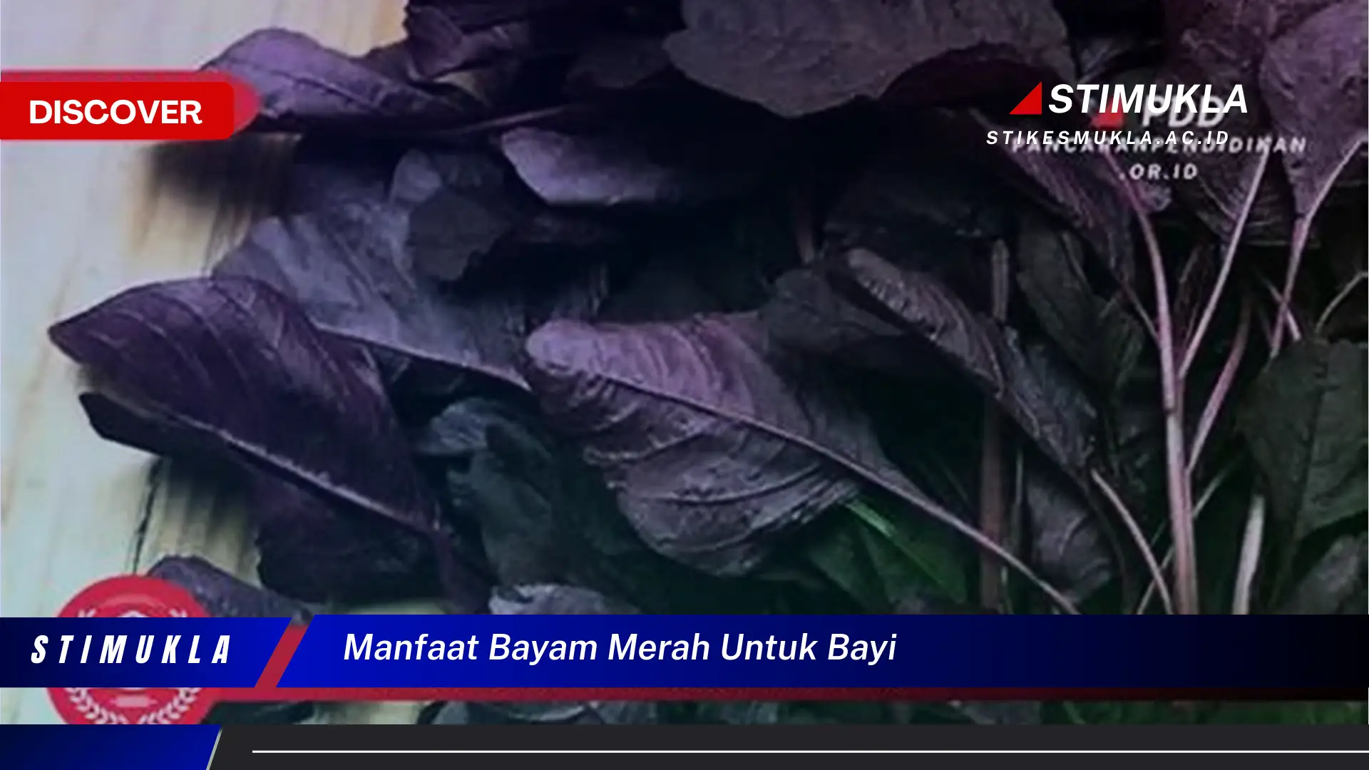 manfaat bayam merah untuk bayi