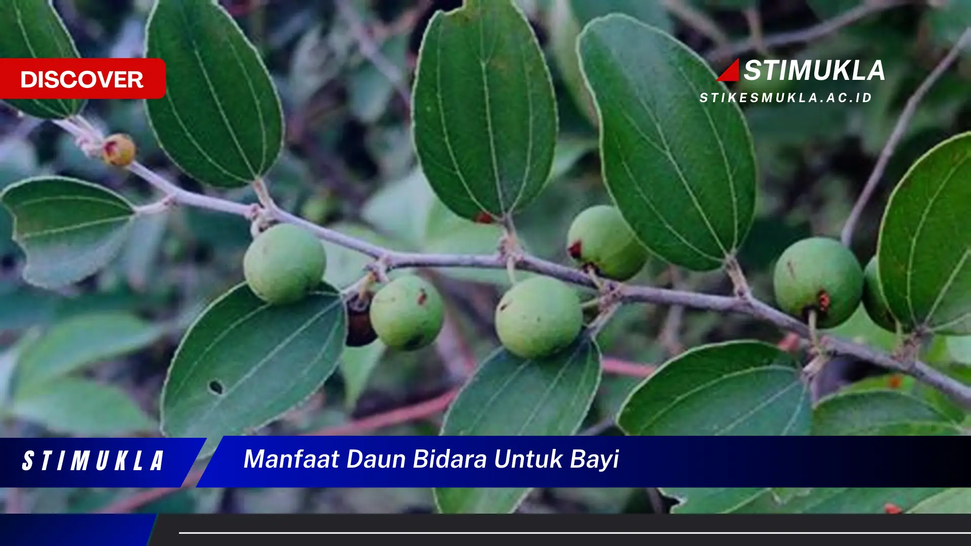 manfaat daun bidara untuk bayi manfaat daun bidara untuk bayi