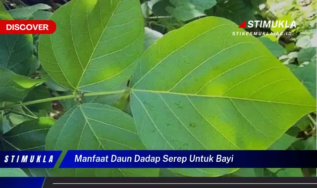 manfaat daun dadap serep untuk bayi