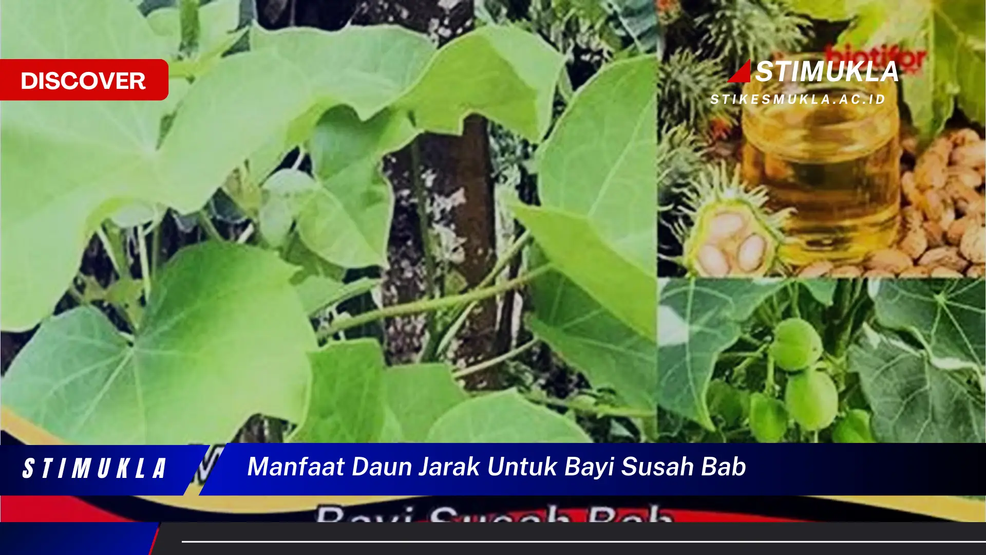 manfaat daun jarak untuk bayi susah bab