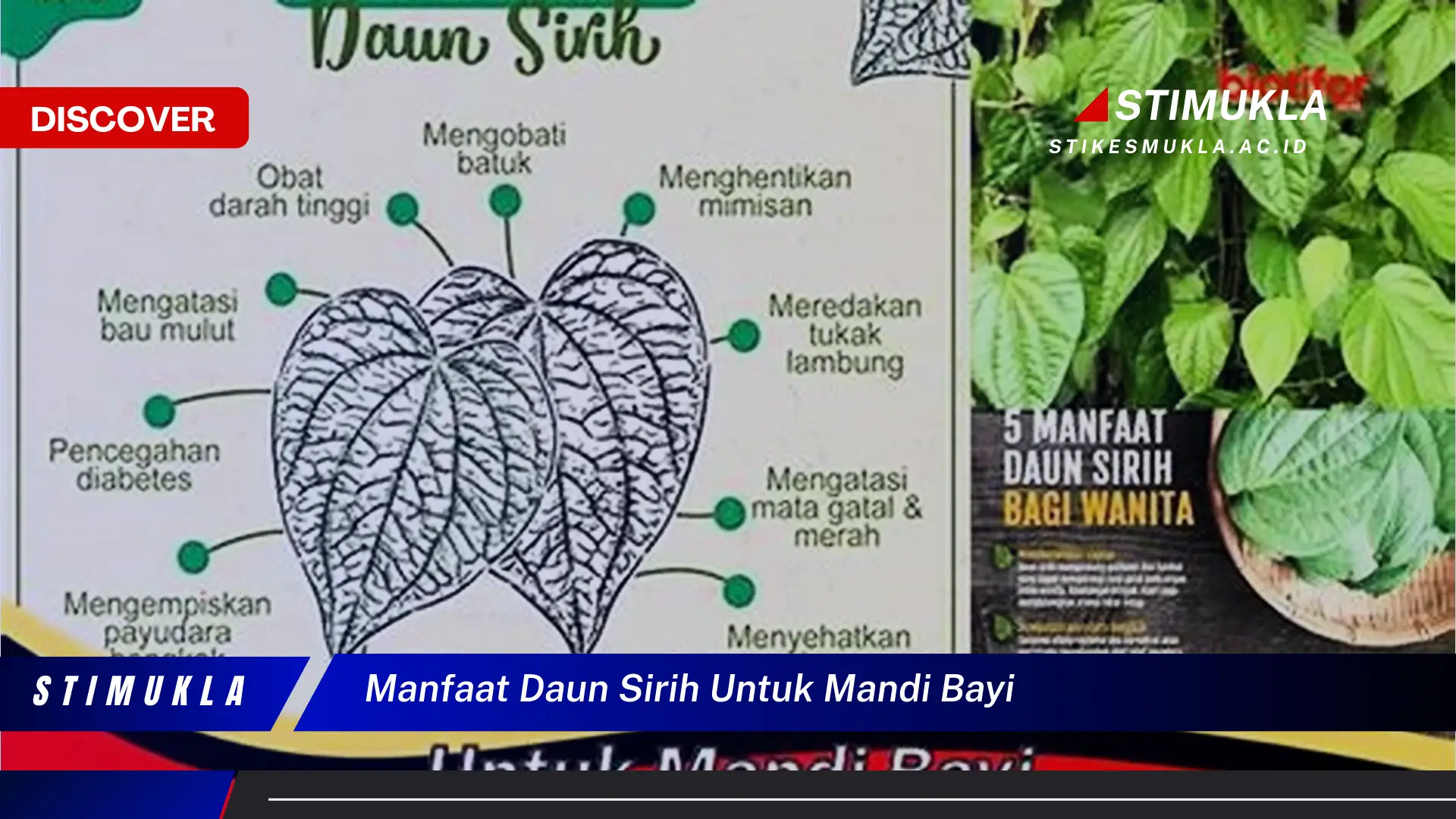 manfaat daun sirih untuk mandi bayi