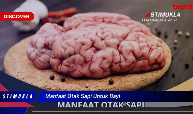 manfaat otak sapi untuk bayi