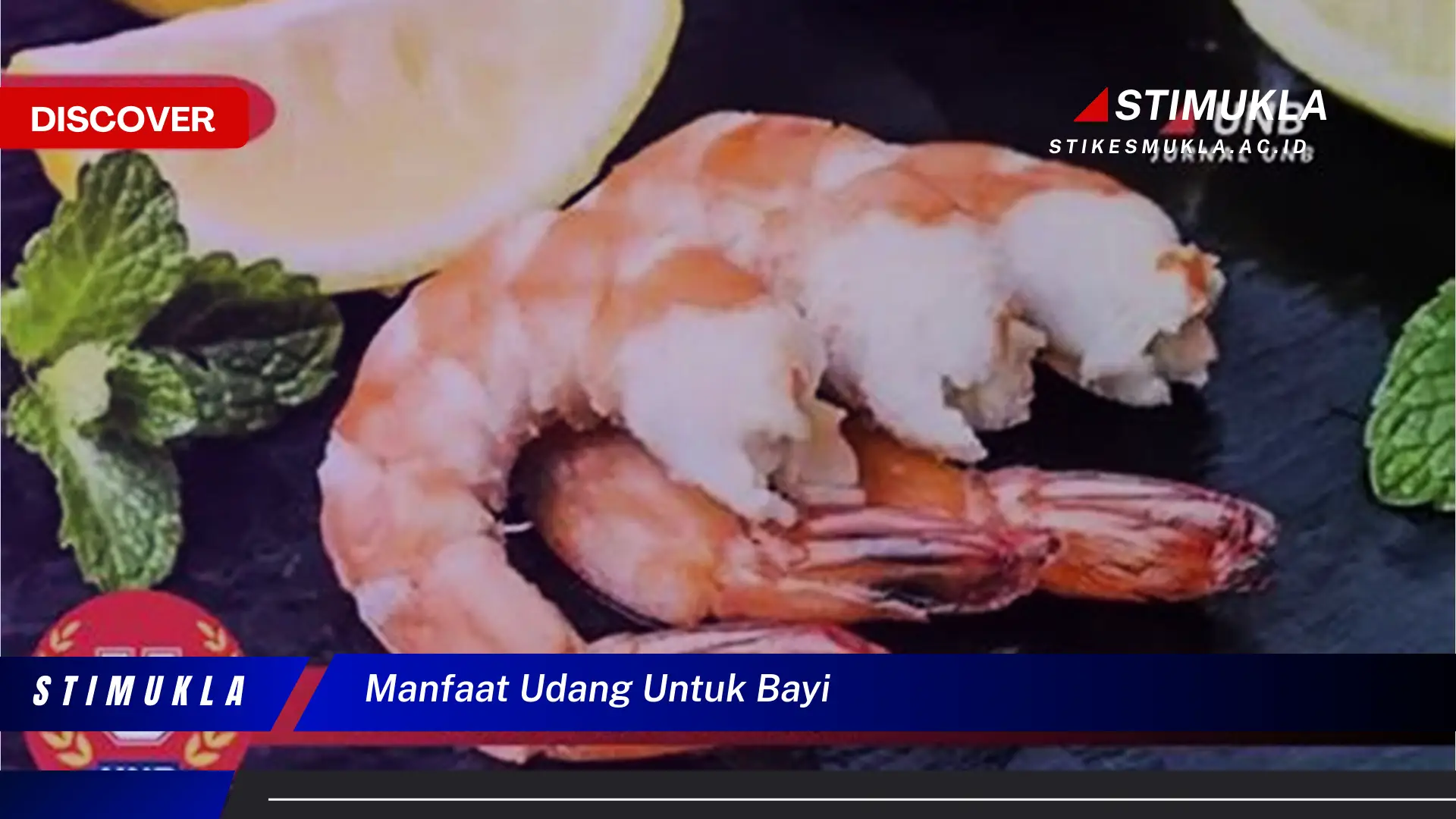 manfaat udang untuk bayi