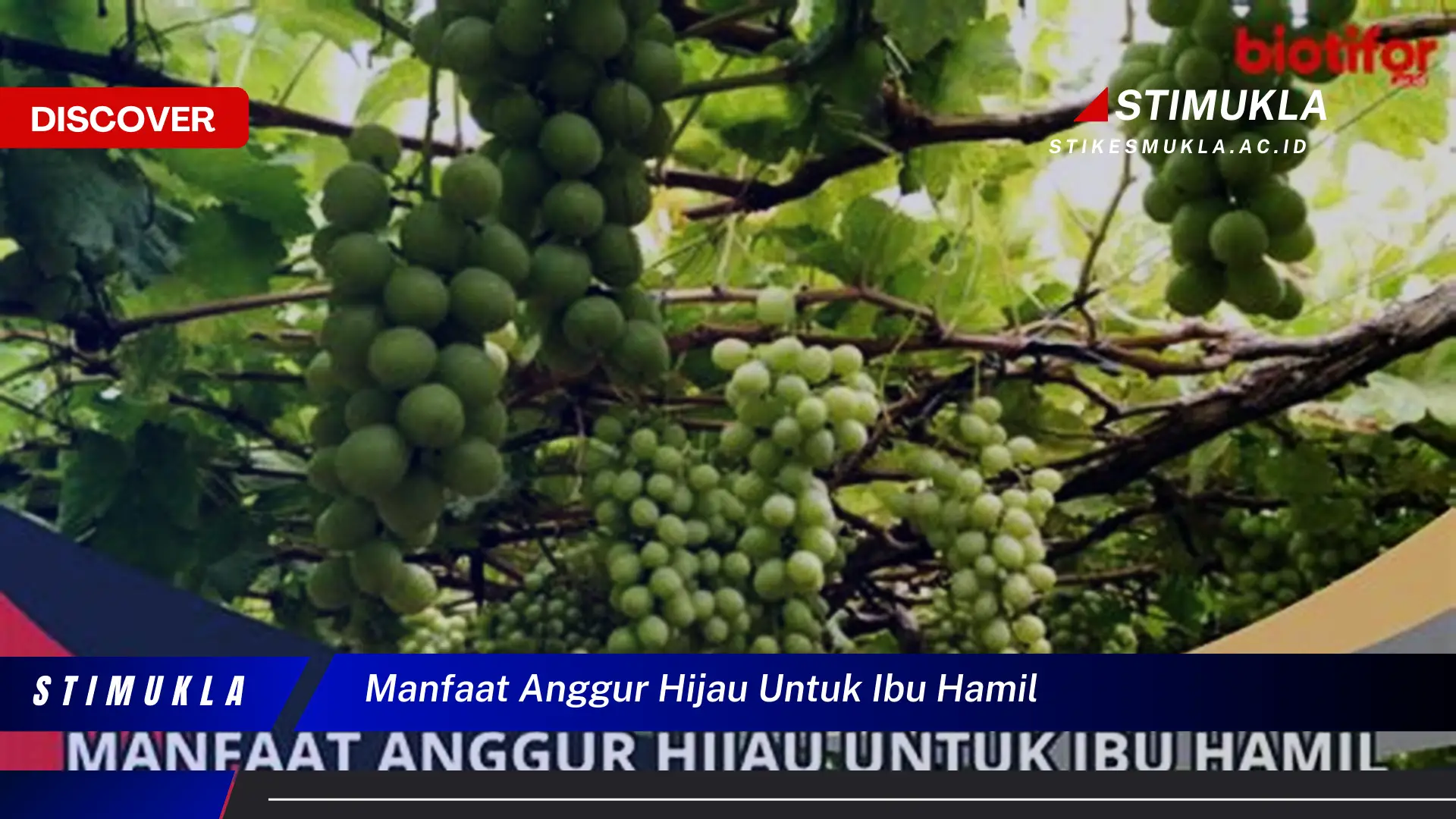 manfaat anggur hijau untuk ibu hamil