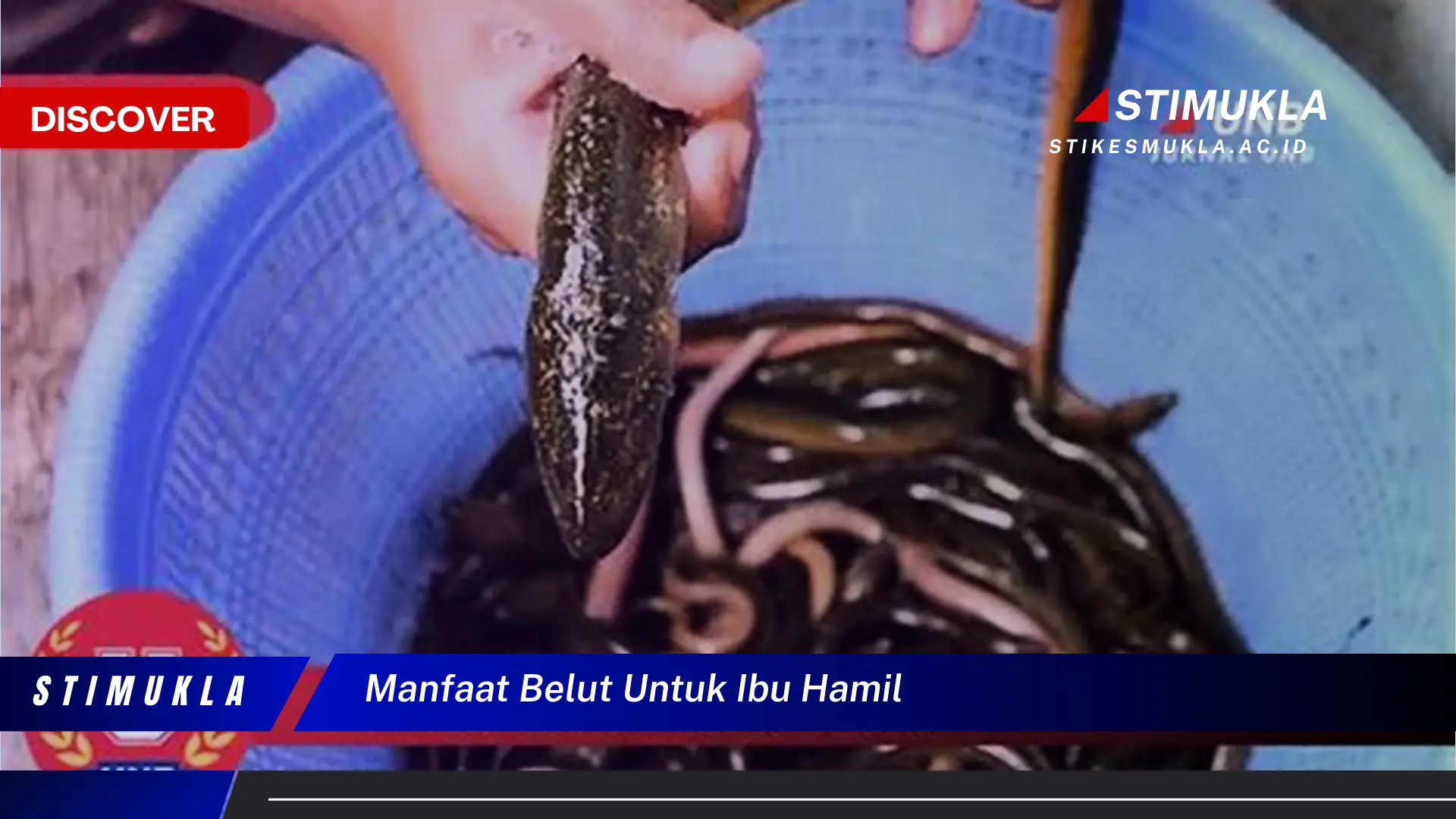 manfaat belut untuk ibu hamil