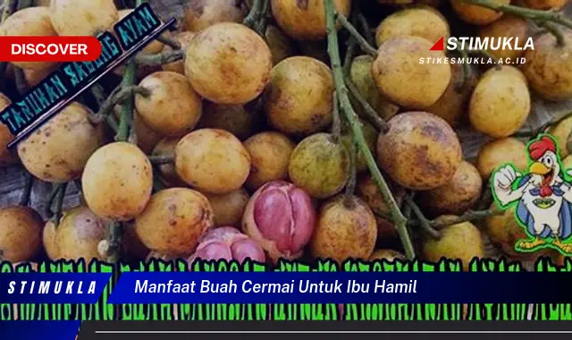 manfaat buah cermai untuk ibu hamil