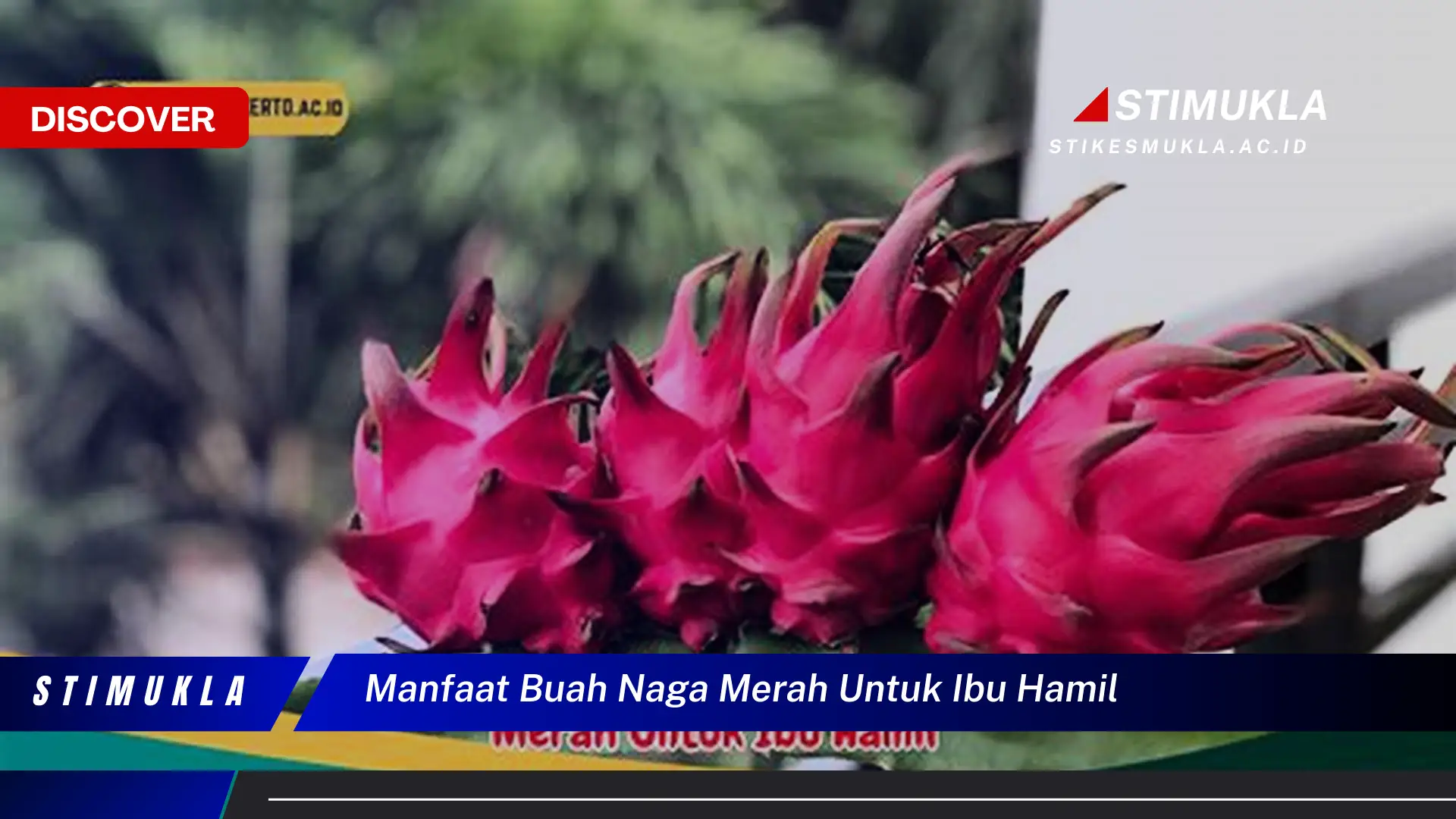 manfaat buah naga merah untuk ibu hamil