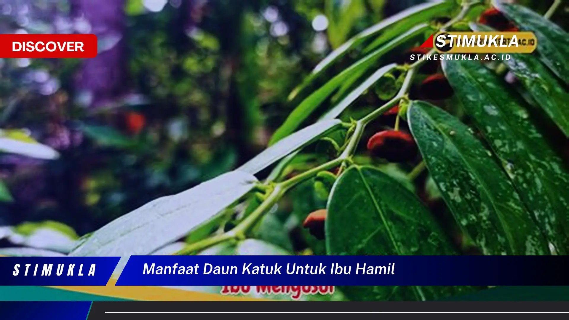 manfaat daun katuk untuk ibu hamil