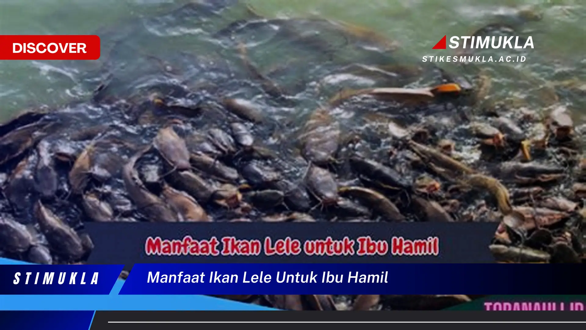 manfaat ikan lele untuk ibu hamil