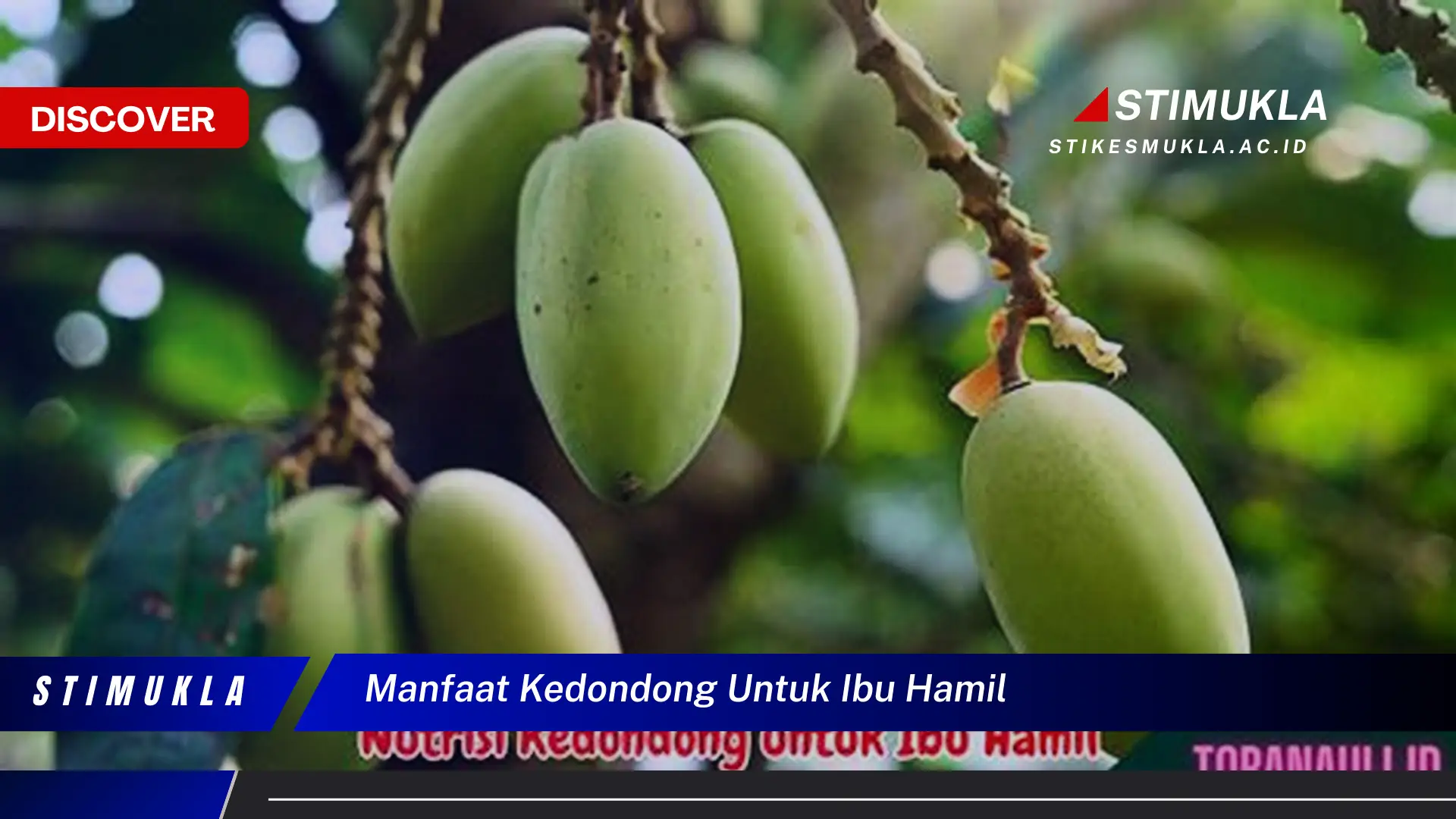 manfaat kedondong untuk ibu hamil