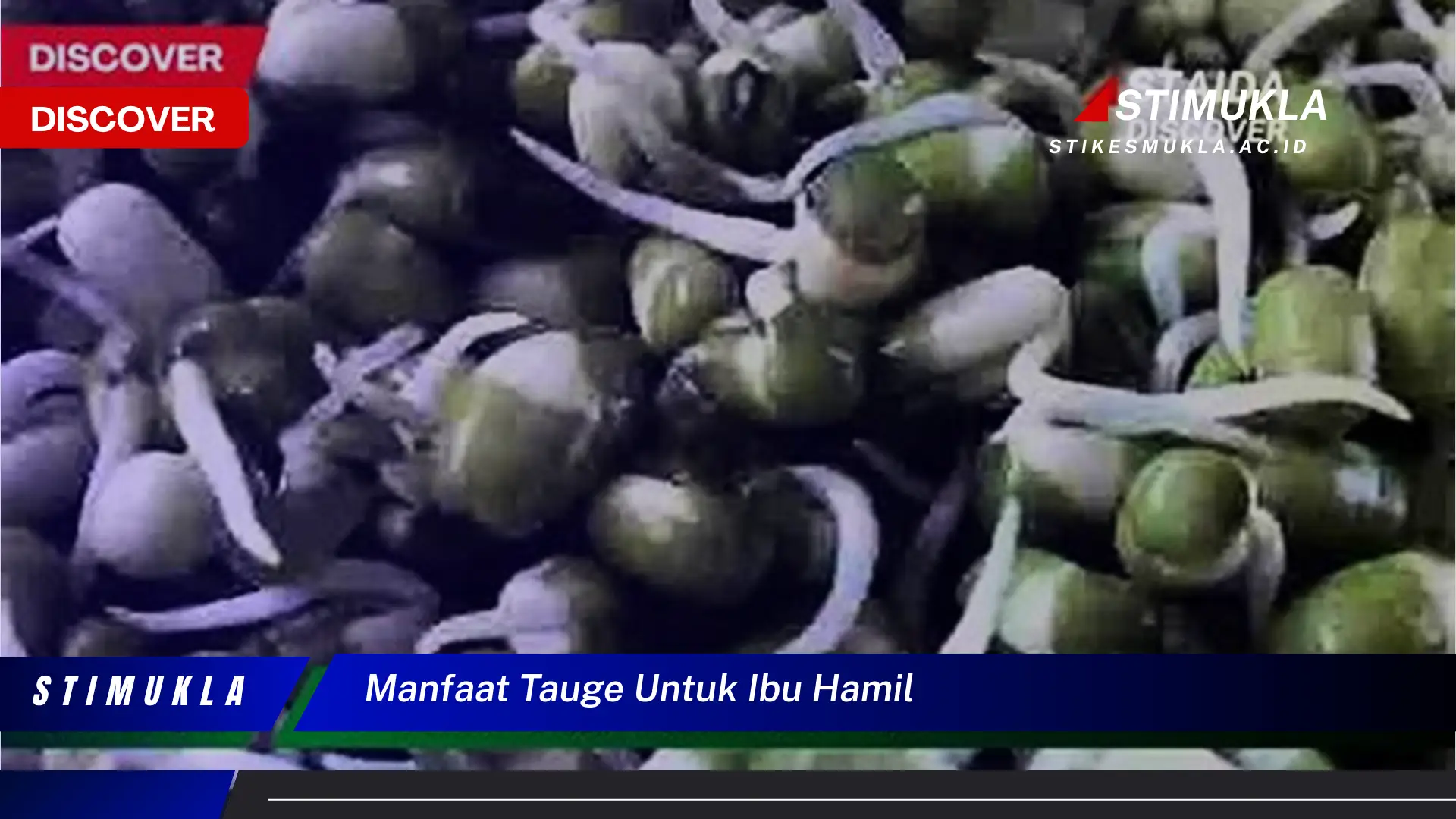 manfaat tauge untuk ibu hamil