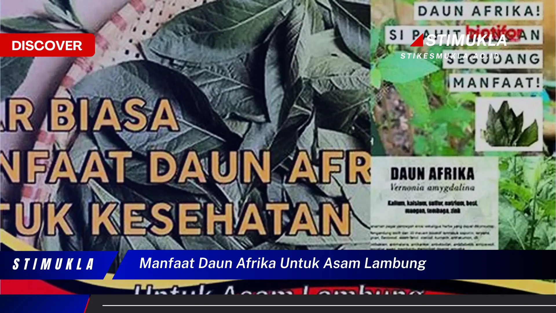 manfaat daun afrika untuk asam lambung