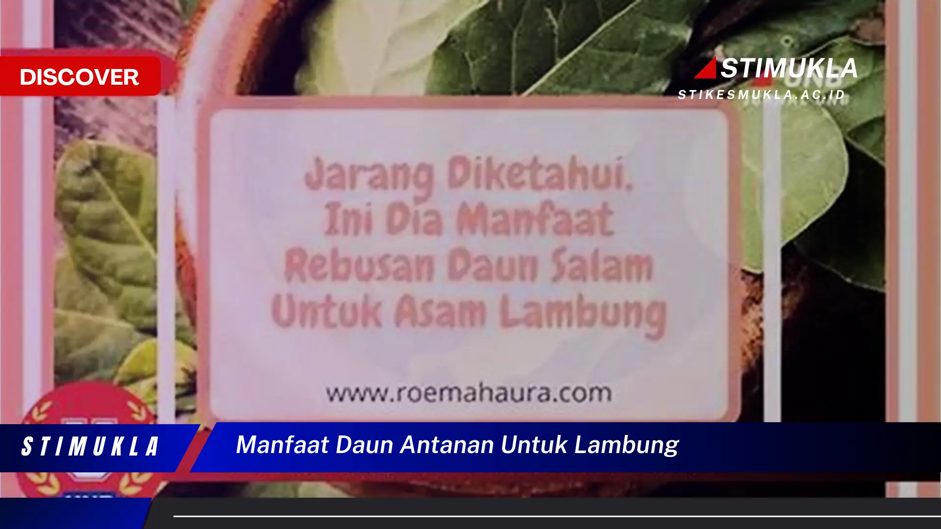 manfaat daun antanan untuk lambung