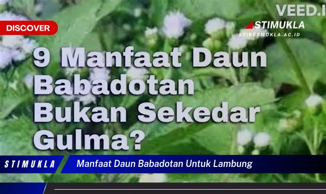 manfaat daun babadotan untuk lambung