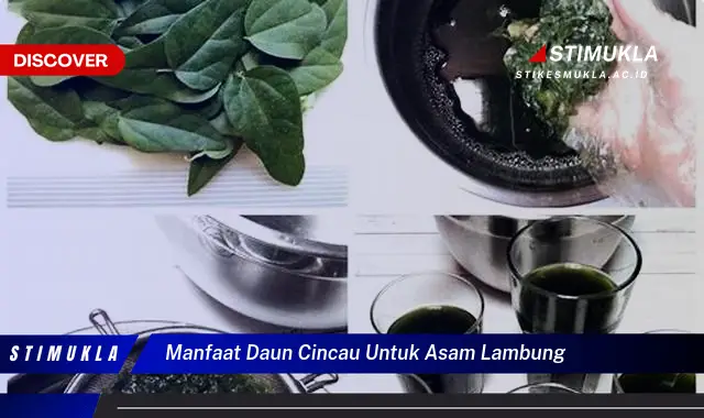 manfaat daun cincau untuk asam lambung