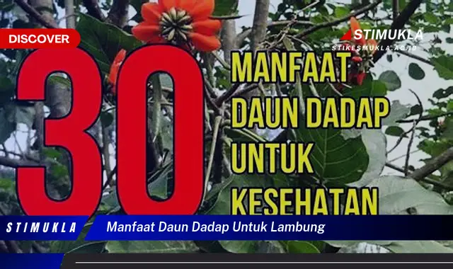 manfaat daun dadap untuk lambung