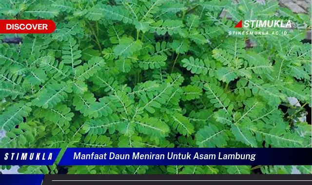 manfaat daun meniran untuk asam lambung