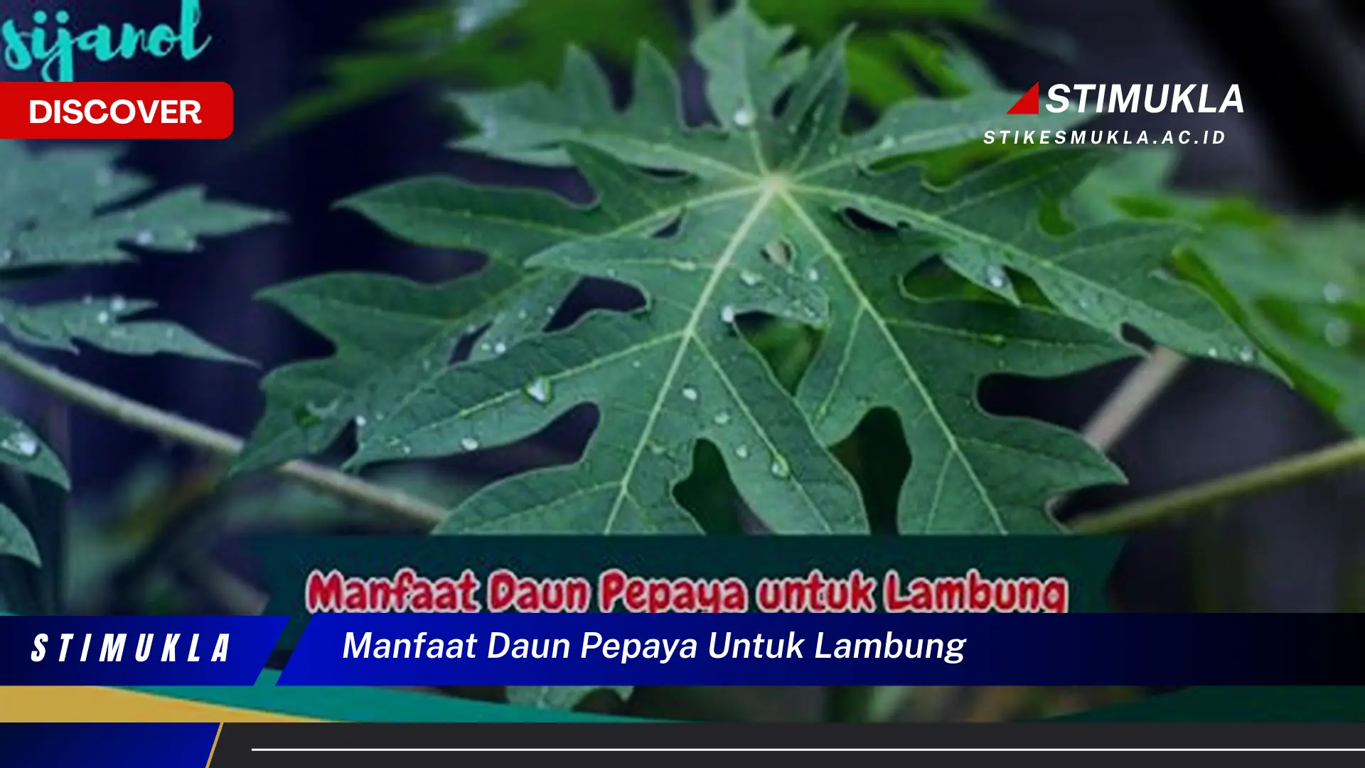 manfaat daun pepaya untuk lambung