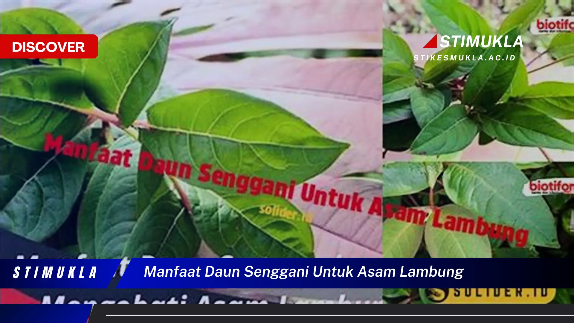 manfaat daun senggani untuk asam lambung