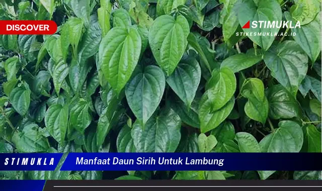 manfaat daun sirih untuk lambung