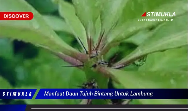 manfaat daun tujuh bintang untuk lambung