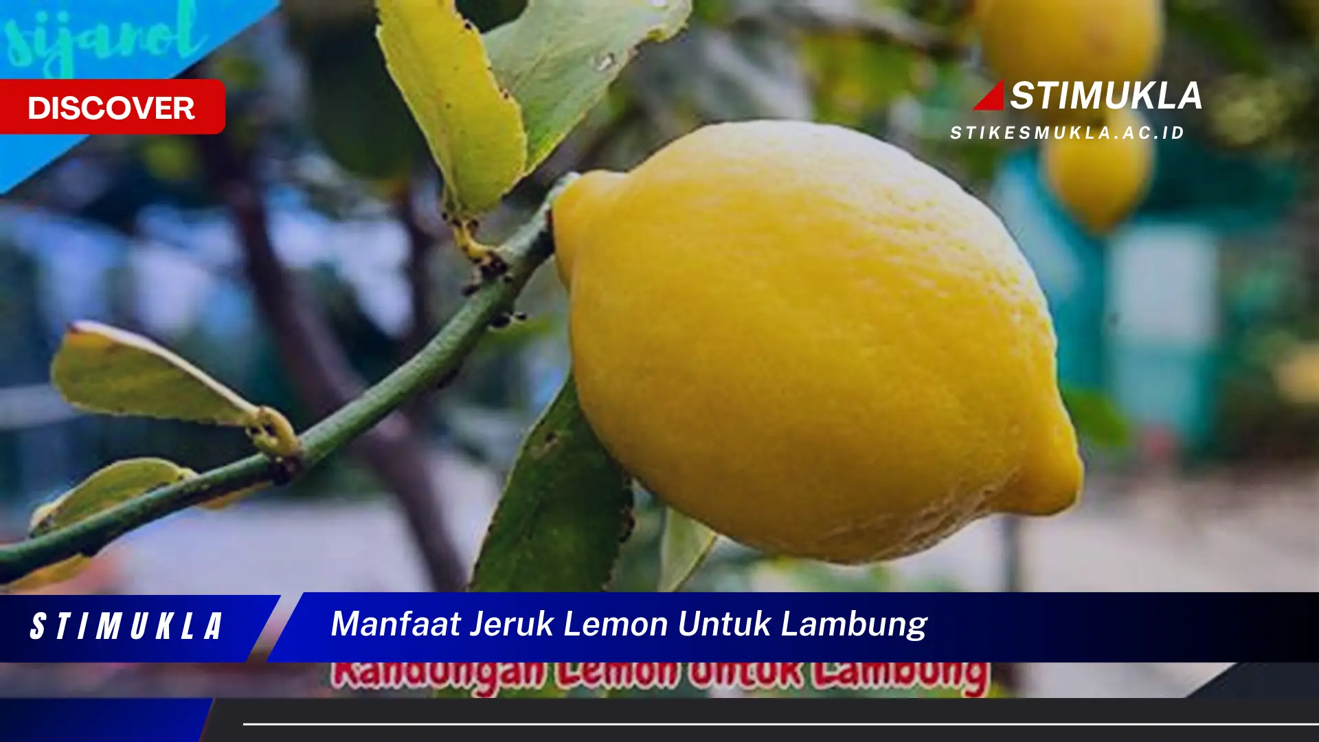 Ketahui Manfaat Jeruk Lemon untuk Lambung yang Jarang Diketahui