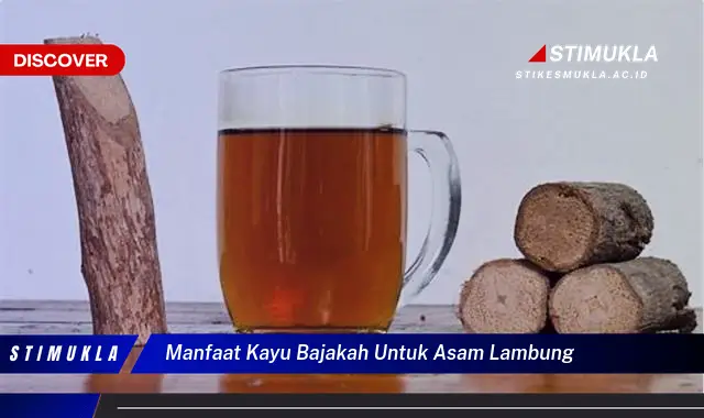 manfaat kayu bajakah untuk asam lambung