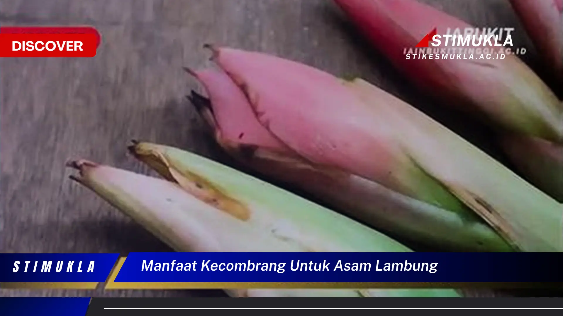Temukan Manfaat Kecombrang untuk Atasi Asam Lambung