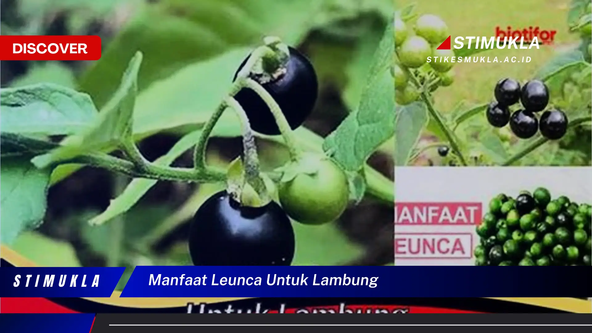 manfaat leunca untuk lambung